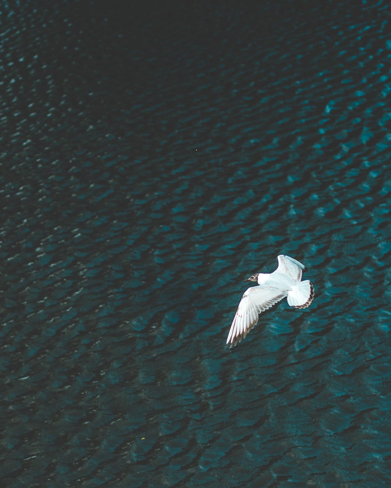 Inspirational imagery of soaring gulls