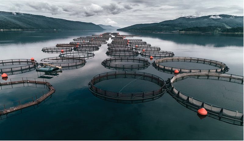 Future of Aquaculture: A Sustainable Path Forward