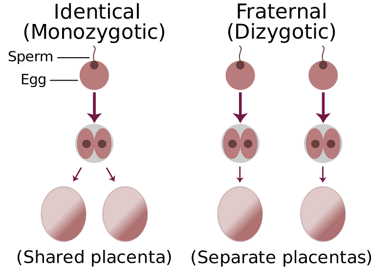 Diagram of identical twin formation