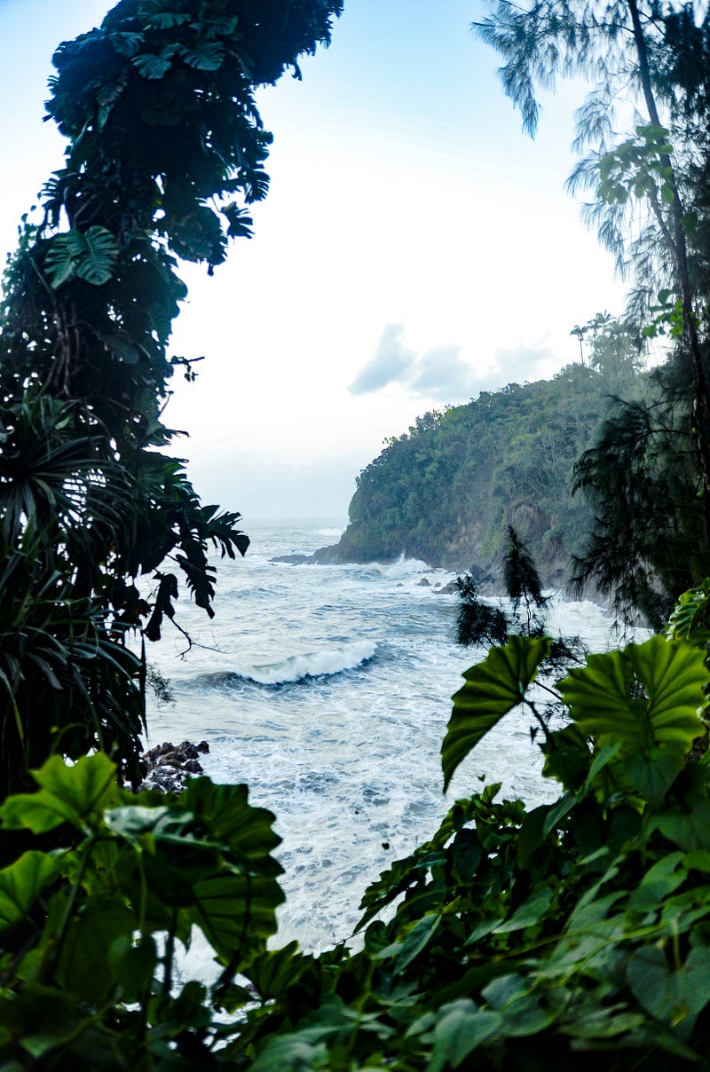 Lush rainforest showcasing the importance of ecosystems