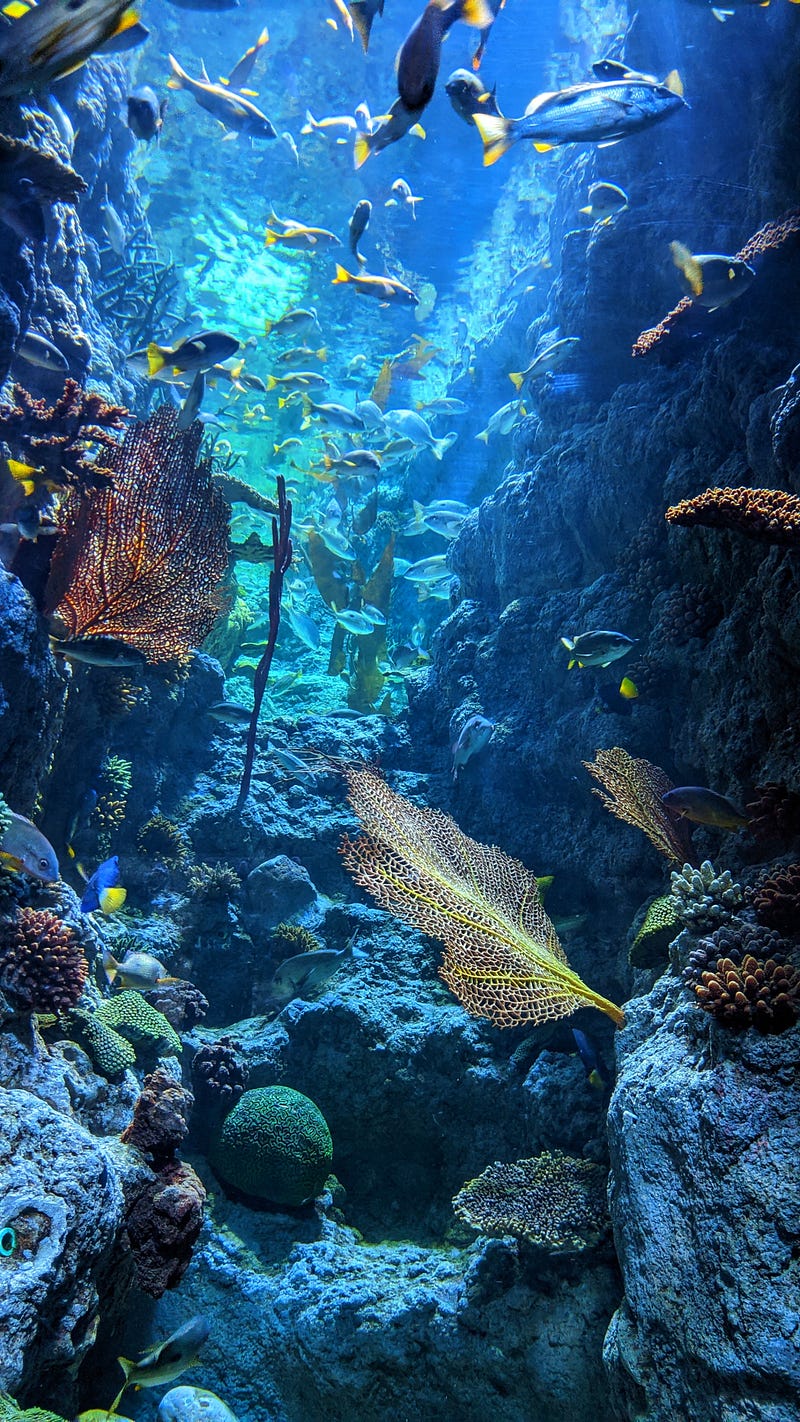 Vibrant coral reef teeming with marine life