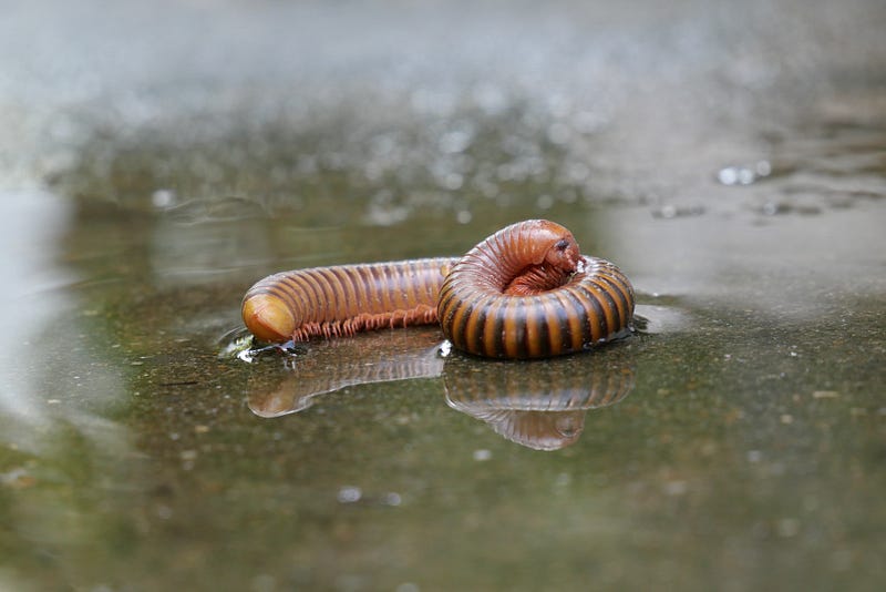 Earthworms contributing to soil health and agriculture