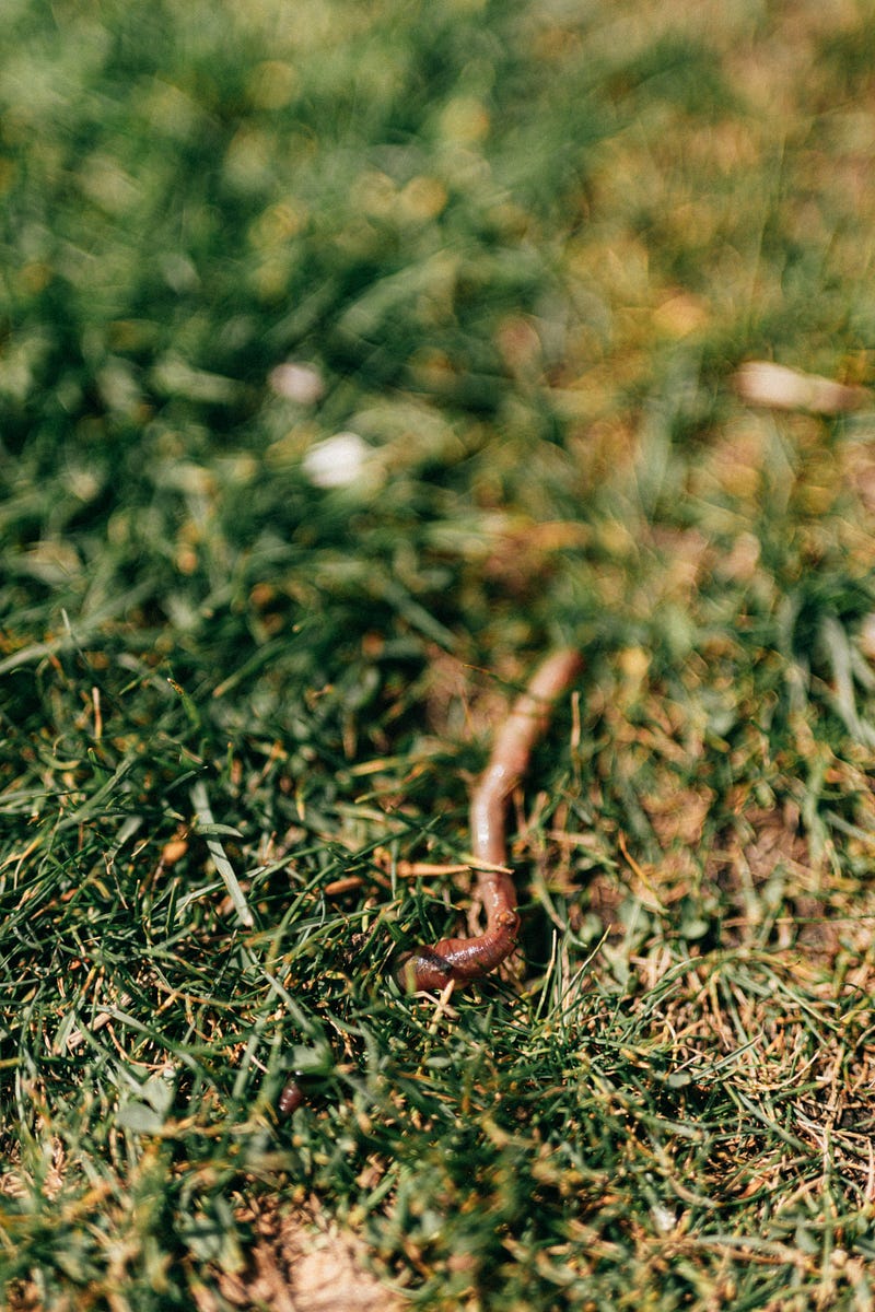 Earthworms enhancing plant health and growth