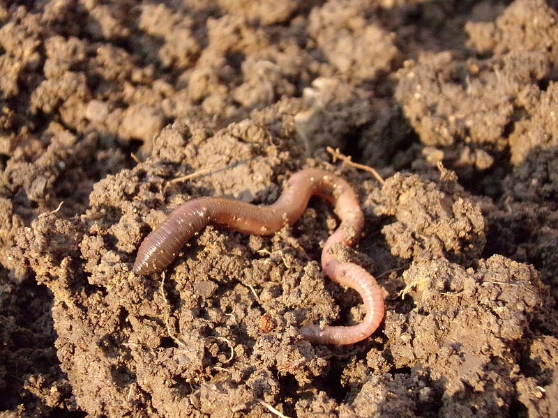 Global grain production supported by earthworms