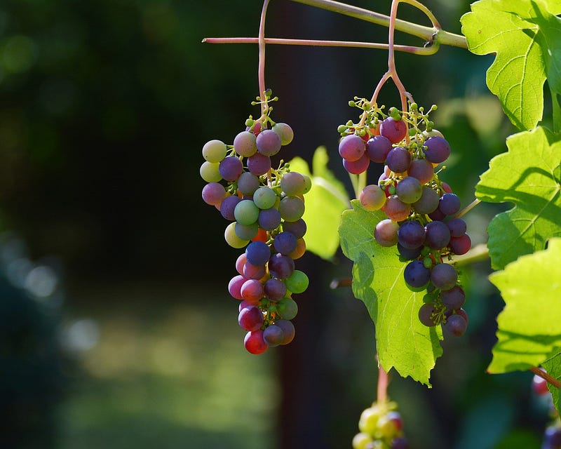 Vineyards affected by climate conditions