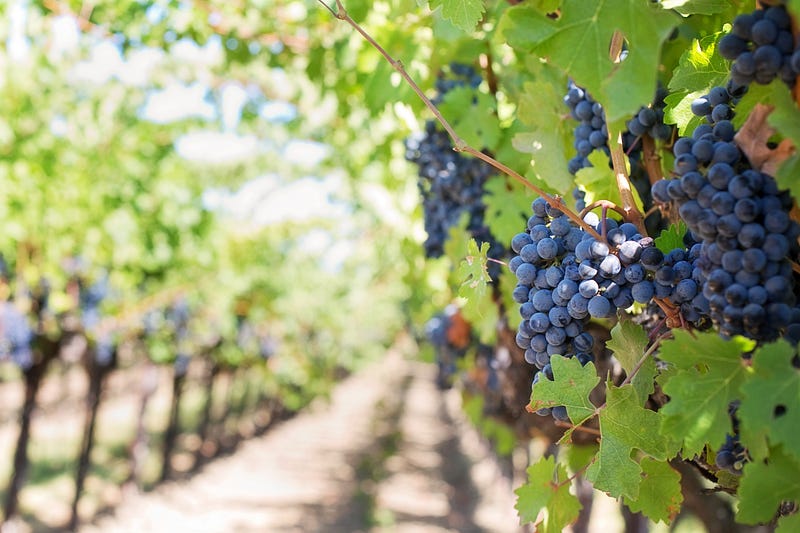 Grapevines affected by climate changes