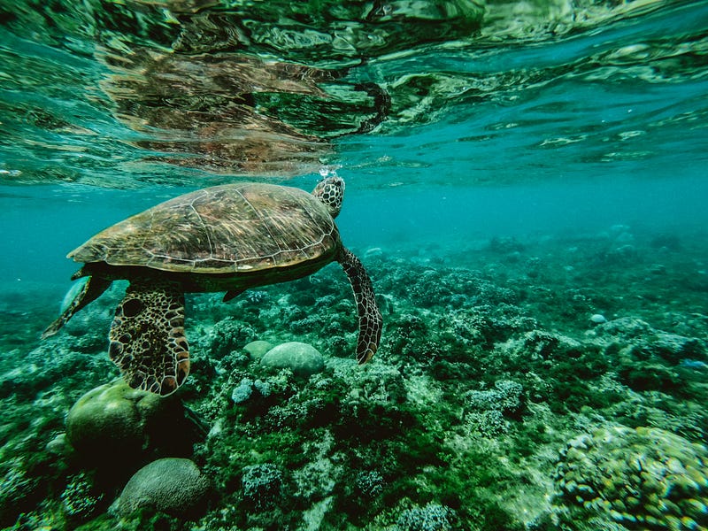 Rising temperatures affecting sea turtle populations