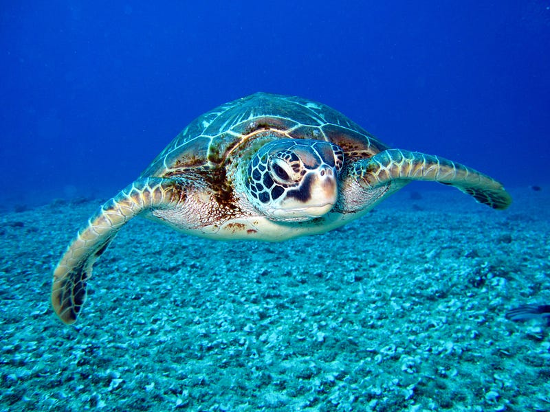 Great Barrier Reef turtle population statistics