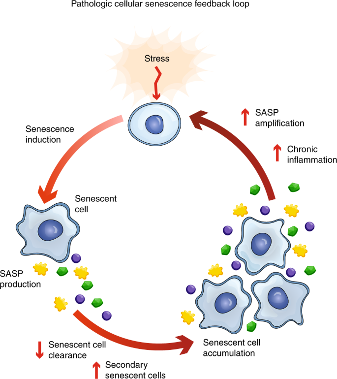 Feedback loop of SASP-induced senescence