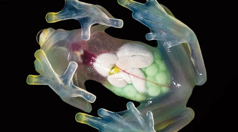 Transparent abdomen of a glass frog displaying its organs.