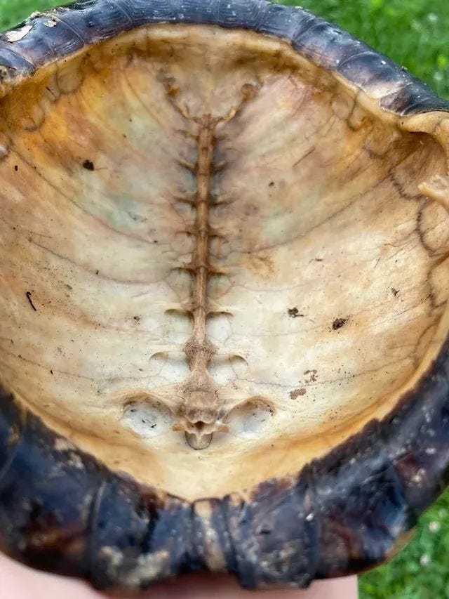 Interior view of a turtle shell showcasing its unique color.