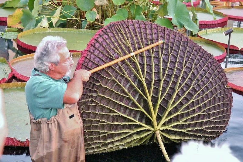 Compartment structure of a water lily providing buoyancy.