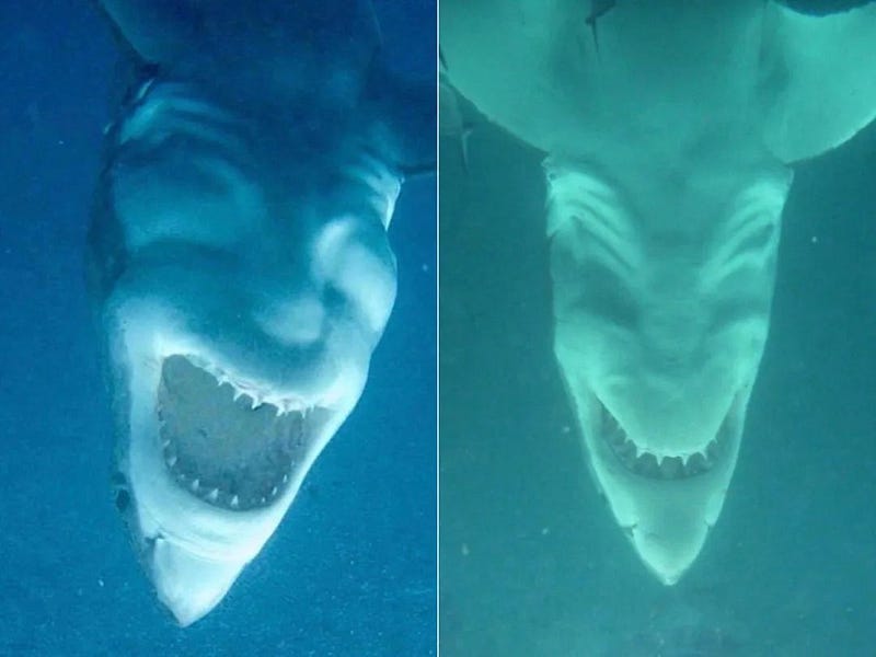 A great white shark swimming, showcasing its formidable presence.