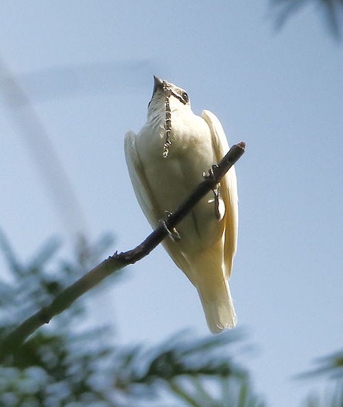 Male white bellbird's mating call