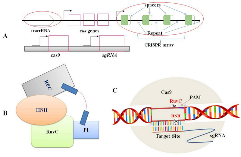 CRISPR gene editing in action