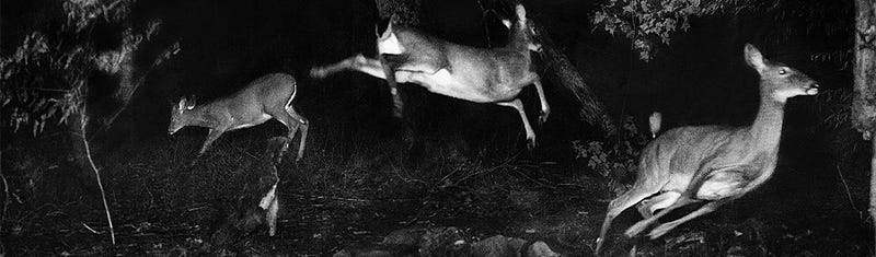 Historic photograph of wildlife by George Shiras