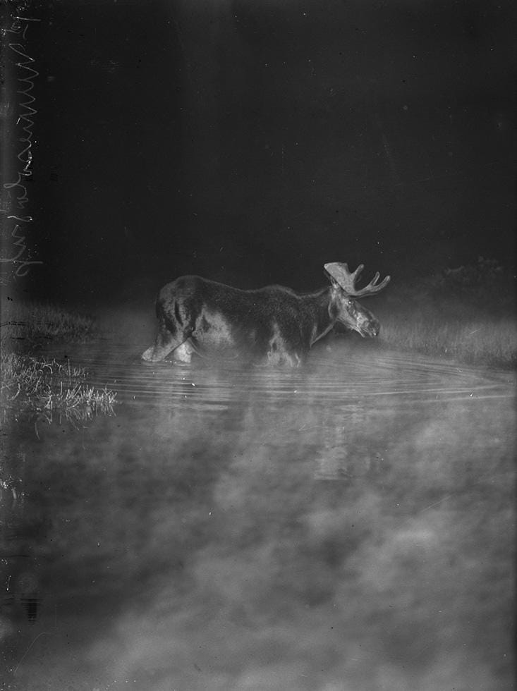 Moose swimming in misty Minnesota lake, 1909