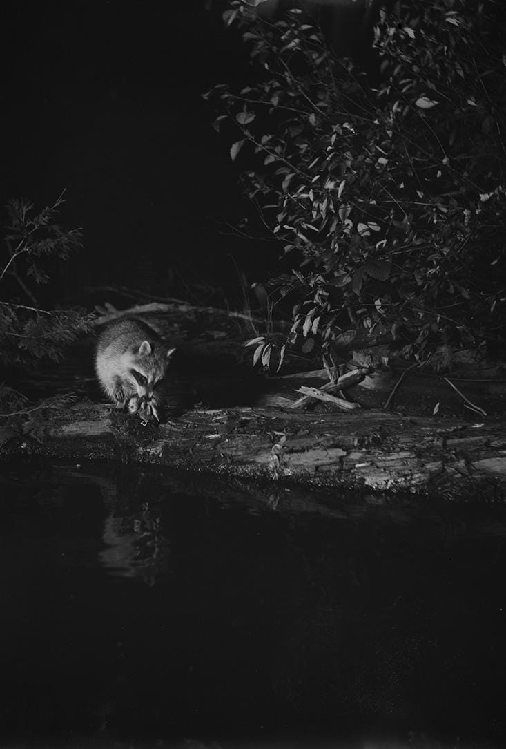 Raccoon captured by Shiras at Whitefish Lake, 1903