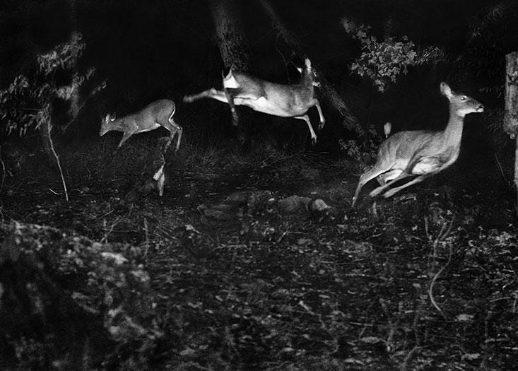 Group of white-tailed deer in Michigan, 1893–1898