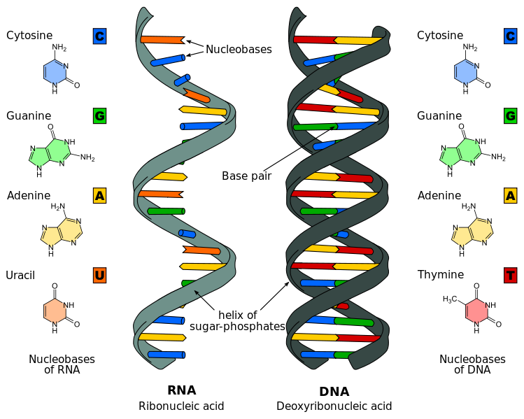 Self-replicating RNA strands