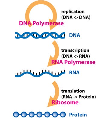 Illustration of protein functions