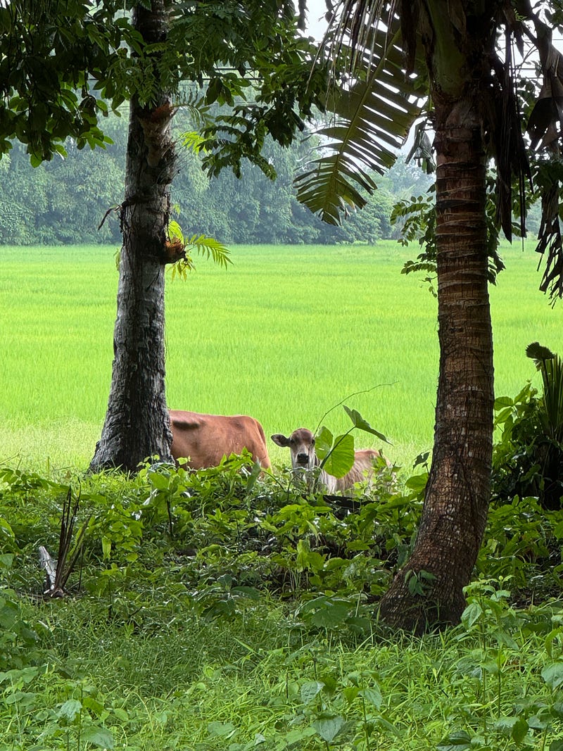 A cute calf enjoying people-watching