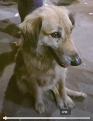 Fluffy canine companion in a market setting.