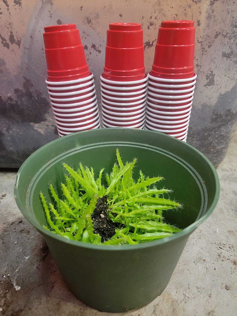 Yellow dragon fruit seedlings ready for potting