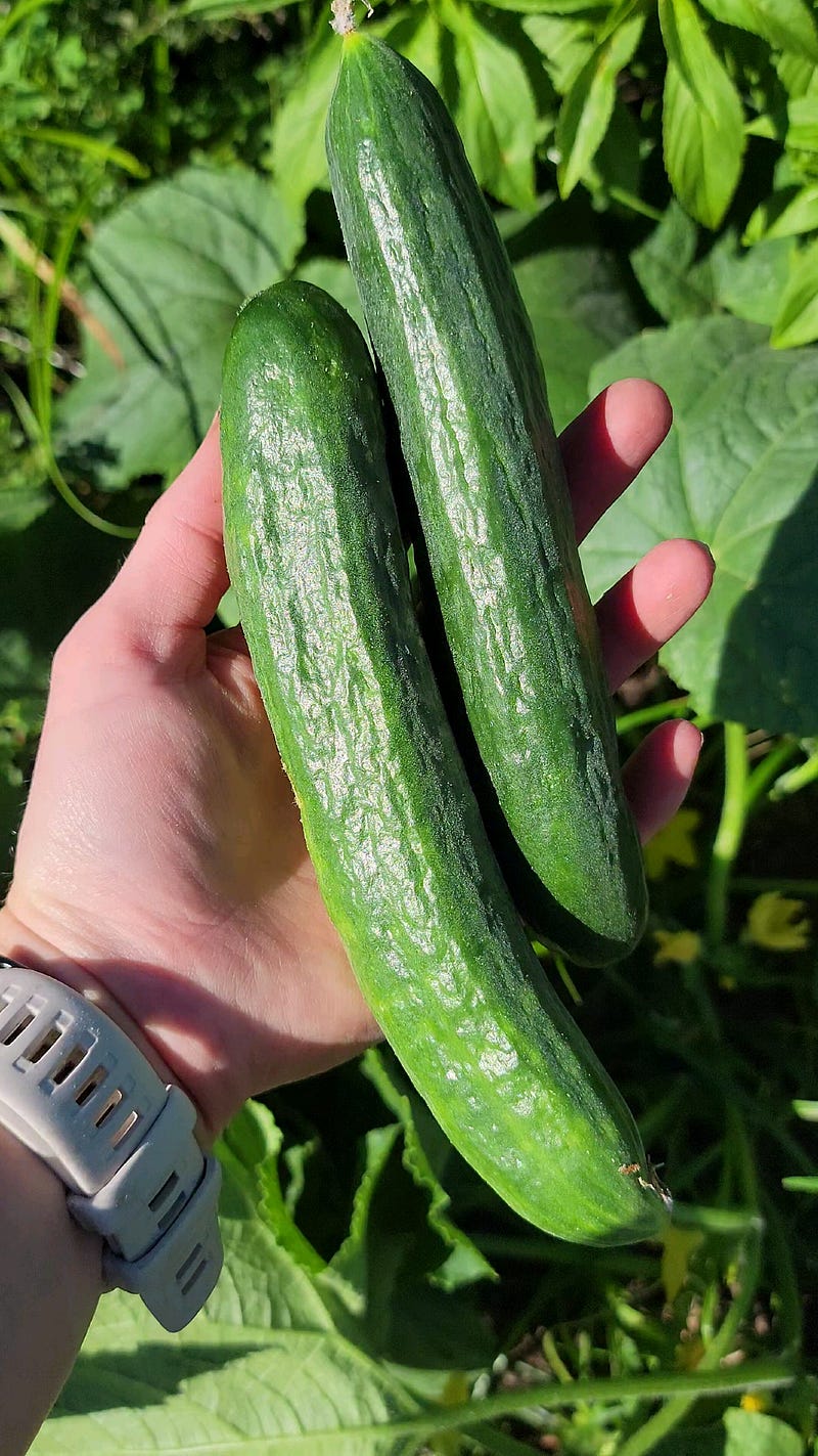 Cucumber harvest from the community garden