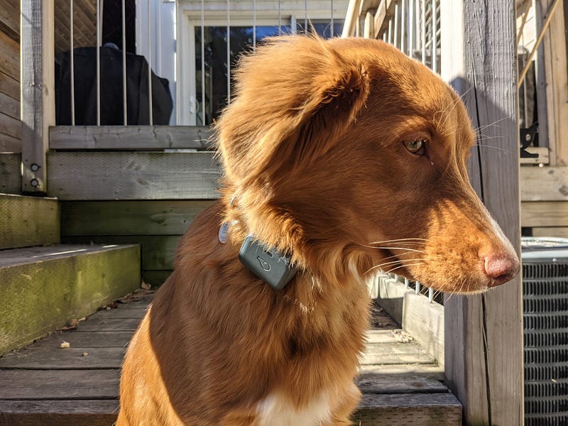 Whistle Go Explore GPS tracker attached to a collar