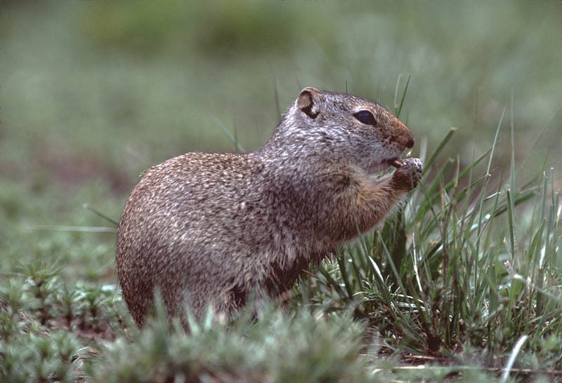 Uinta ground squirrel