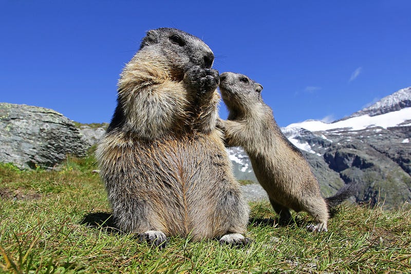 Alpine marmot