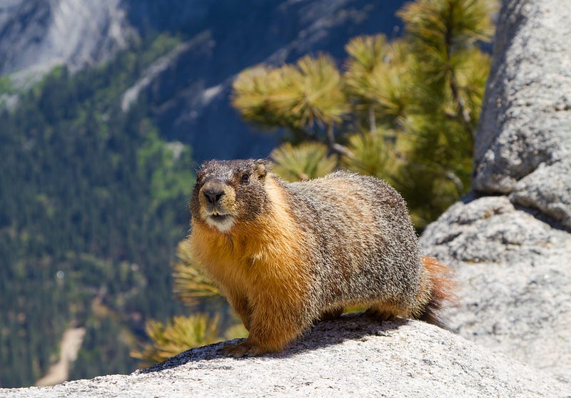 Yellow-bellied marmot