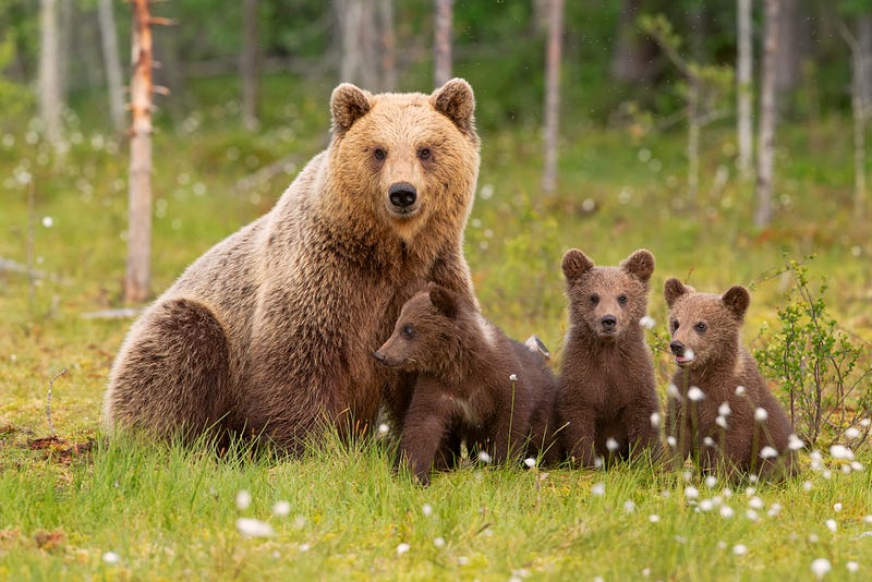 Brown bear