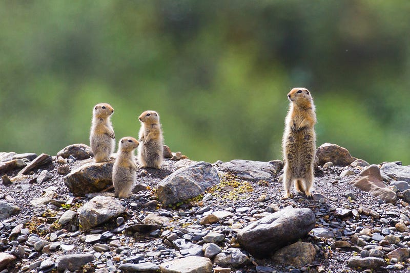 Arctic ground squirrel