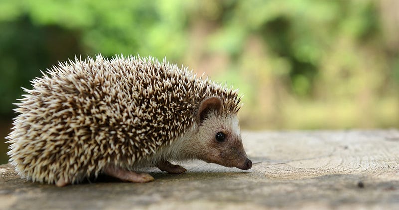 Western hedgehog