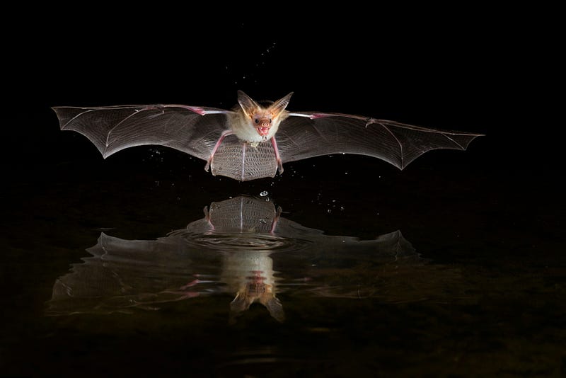 Pallid bat