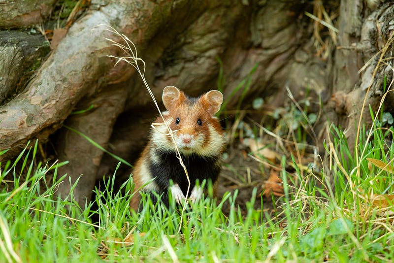 Common hamster