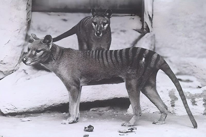 Illustration of the Tasmanian Tiger in its natural habitat