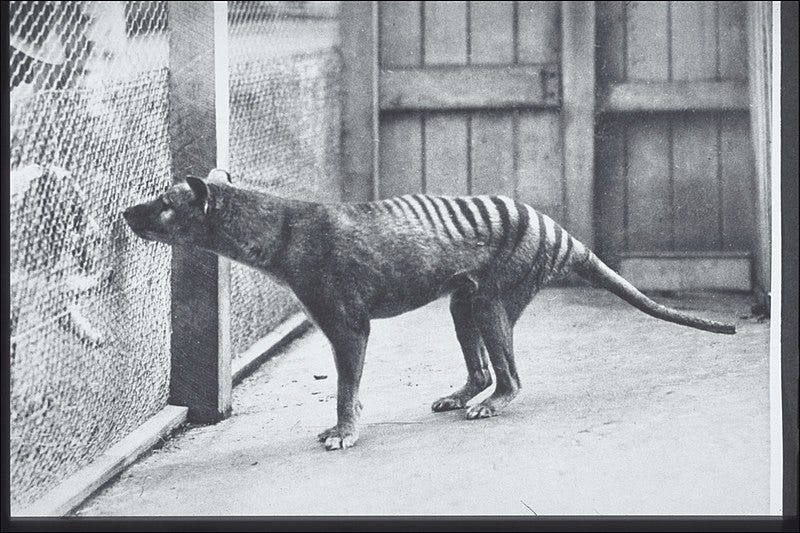 Historical photo of Thylacinus cynocephalus at Hobart Zoo