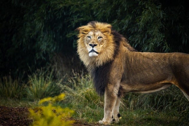 A lion captured in its natural environment