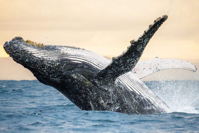 Humpback whale swimming near research vessel