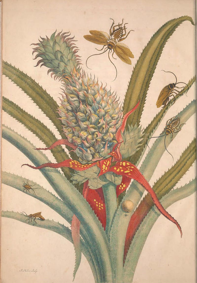 Historical depiction of a pineapple.