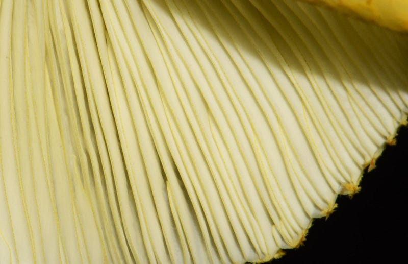 Close-up of Flowerpot Parasol gills.