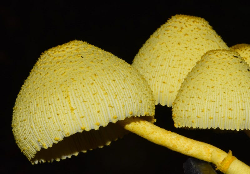 Toadstools a day later.