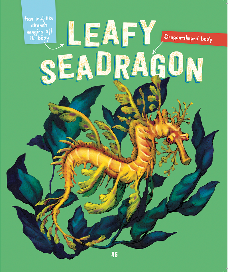 Illustration of a leafy sea dragon by Julie Benbassat