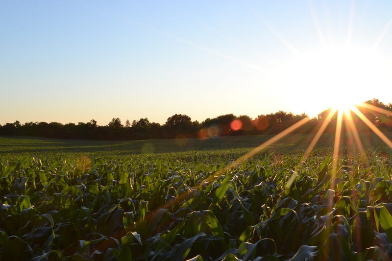 Enhanced plants for cleaning and metal recovery