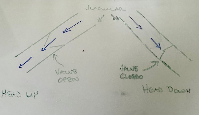 Illustration of giraffe jugular valves