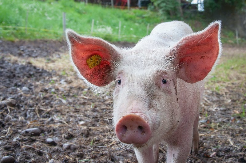 Pig Brain Research