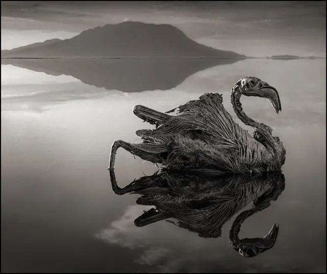 Lake Natron's calcified animal remains